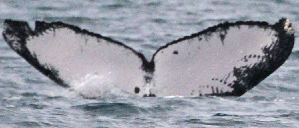 Fluke of Ricochet (Northern BC)
