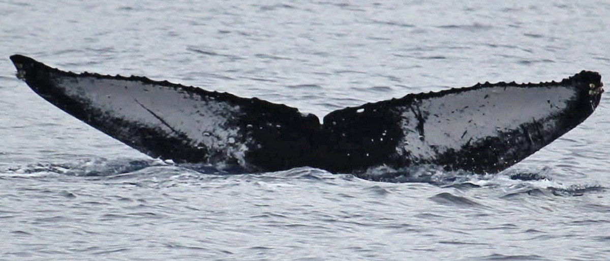 Fluke of PWF-NP_1371
