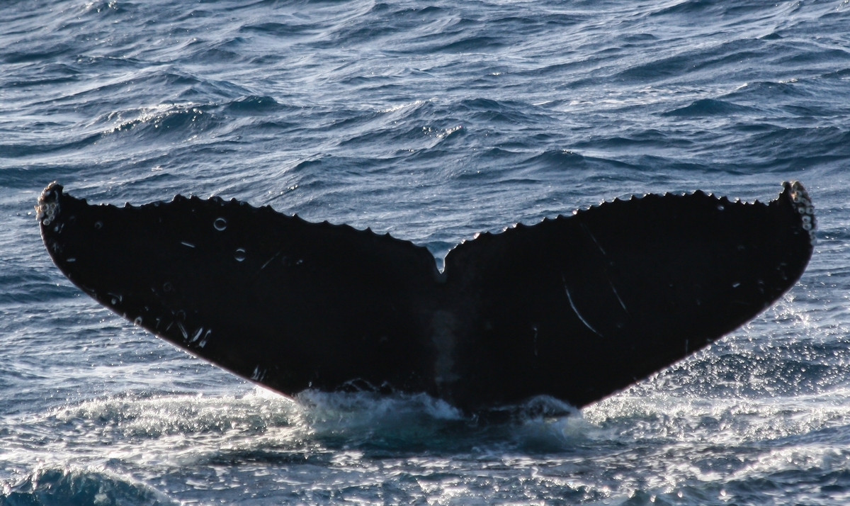 Fluke of PWF-NP_1355