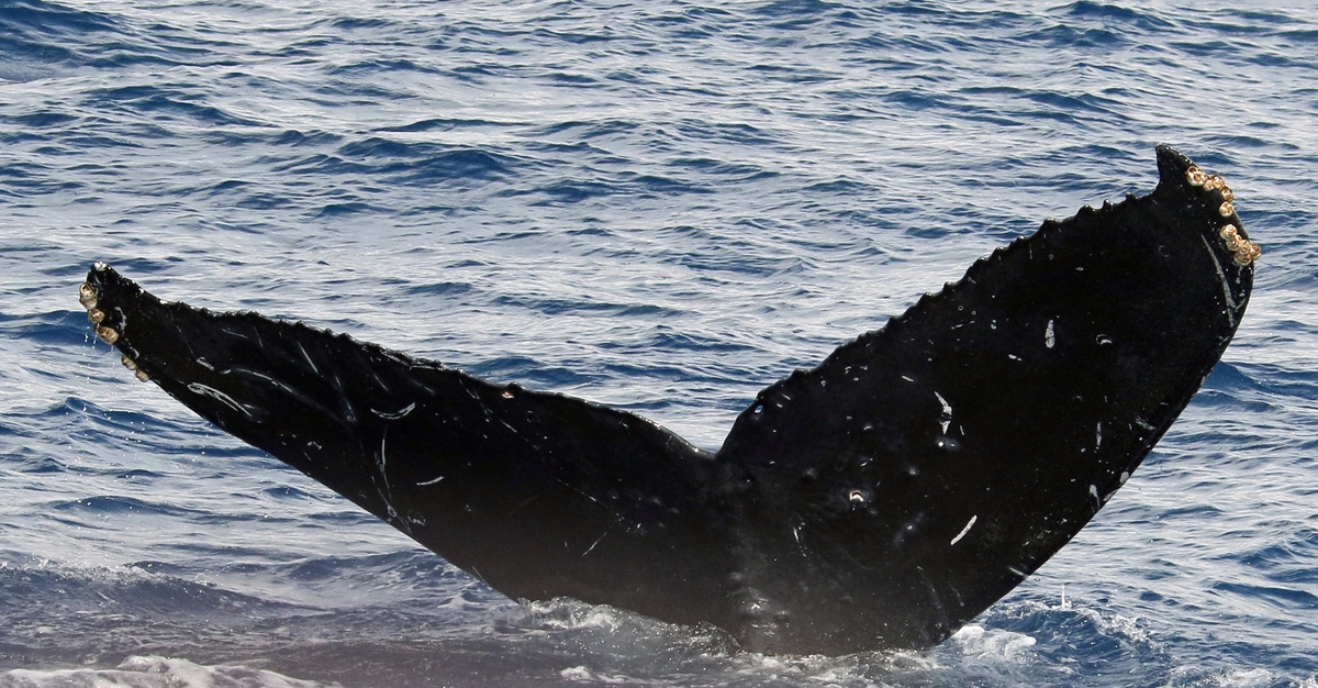 Fluke of CRC-16208