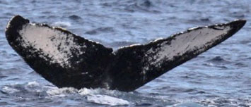Fluke of PWF-NP_1356