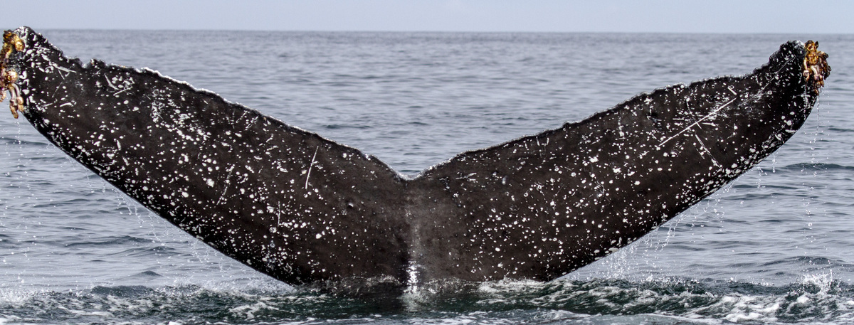 Fluke of CRC-17784