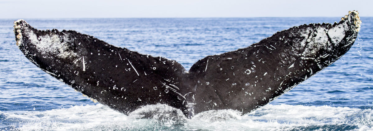 Fluke of CRC-17665