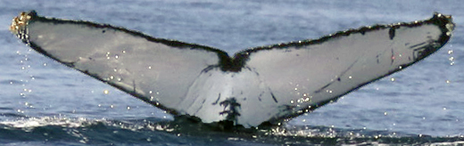 Fluke of CRC-17671