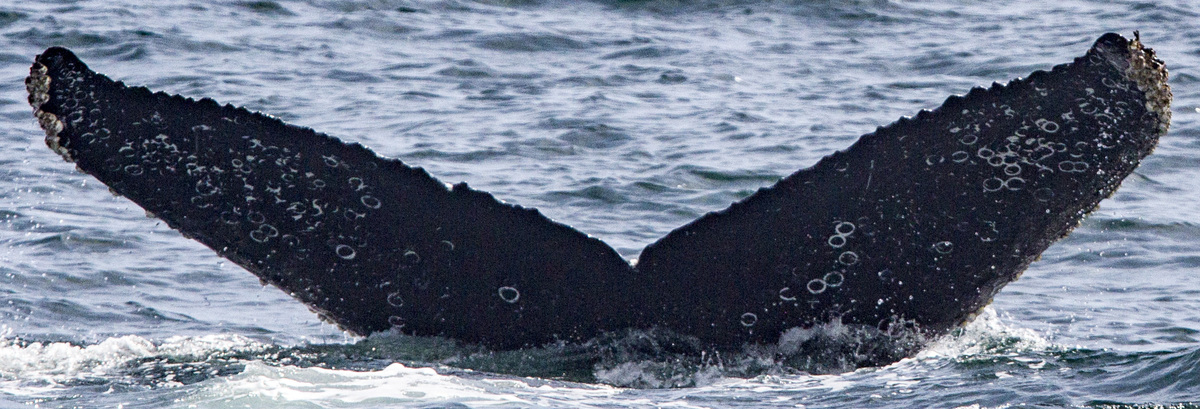 Fluke of CRC-17669