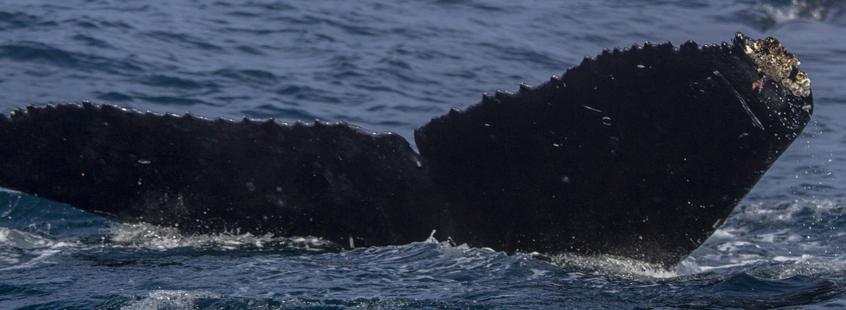 Fluke of CRC-17661