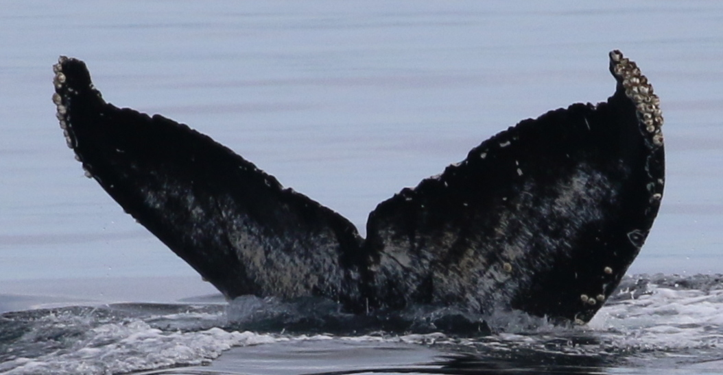 Fluke of Sandstorm (Salish Sea)