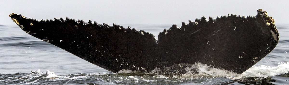 Fluke of Jagger (Salish Sea)