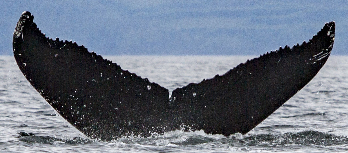 Fluke of Whiskers aka Pearl (Salish Sea)