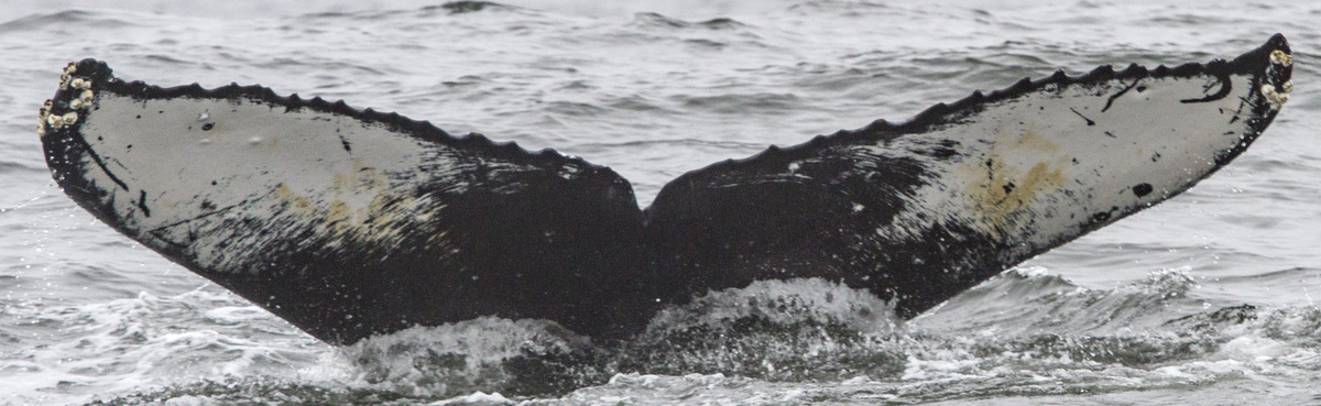 Fluke of CRC-18126