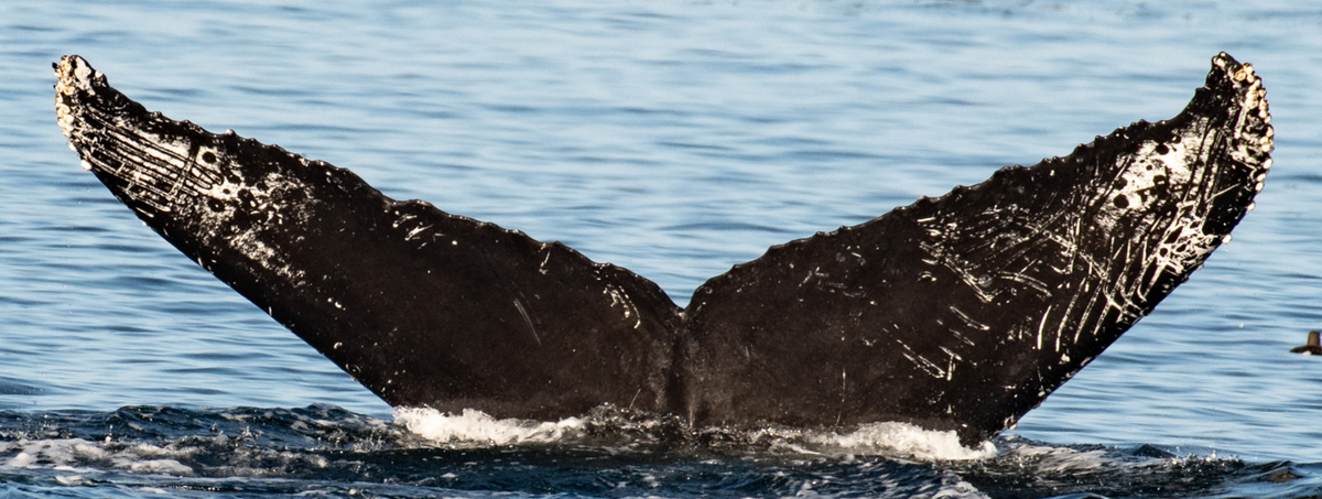 Fluke of Fortune (Salish Sea)
