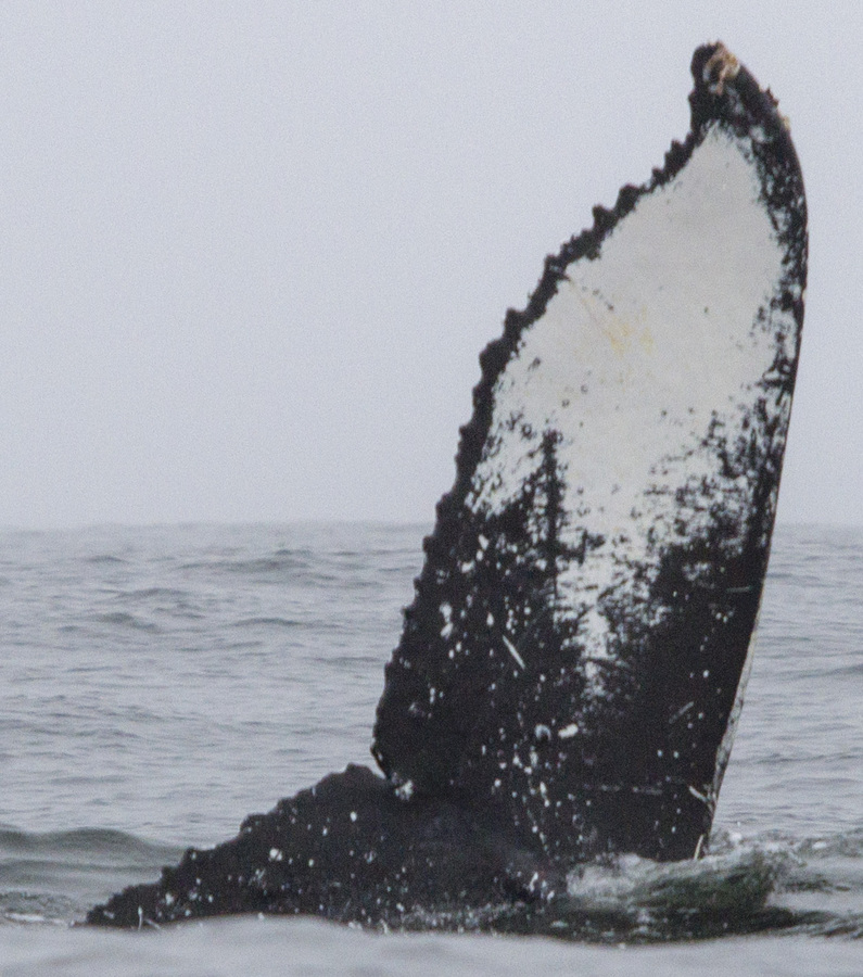 Fluke of CRC-20454