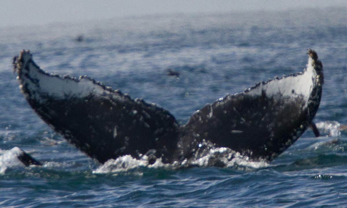 Fluke of Icing (California)