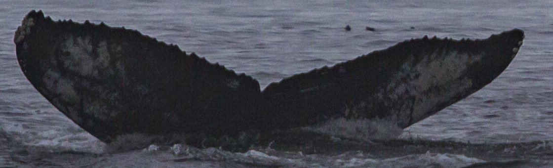 Fluke of CRC-13789