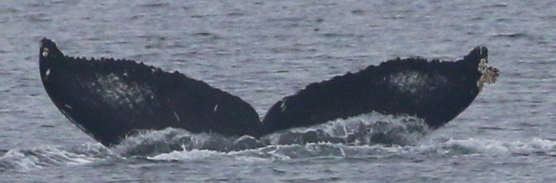 Fluke of Orzo (Salish Sea)