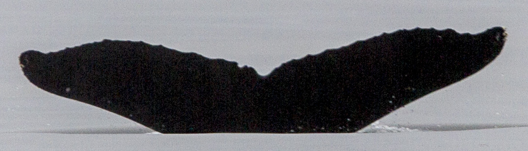 Fluke of CRC-17857