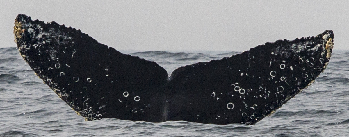 Fluke of Minion (Salish Sea)