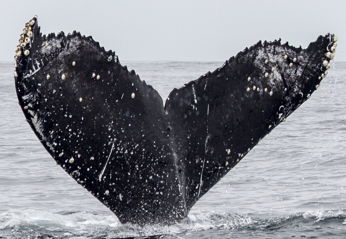Fluke of CRC-18195