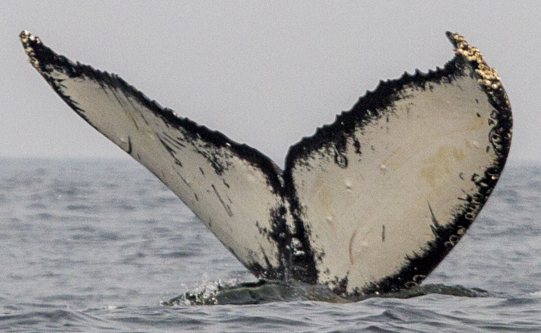 Fluke of CRC-18177