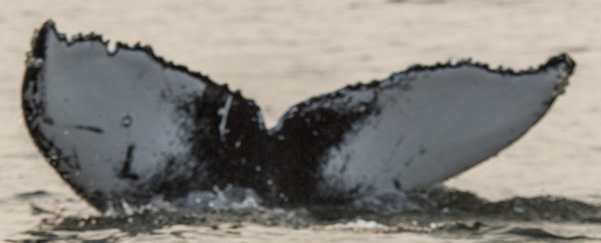 Fluke of Mogul (Salish Sea)