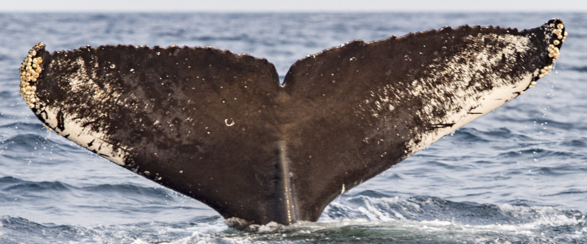 Fluke of CRC-18225