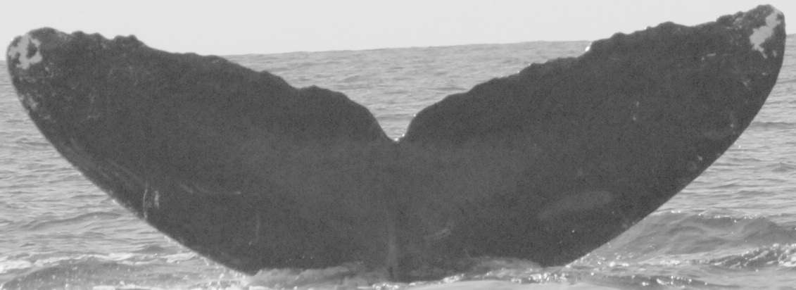 Fluke of CRC-10556