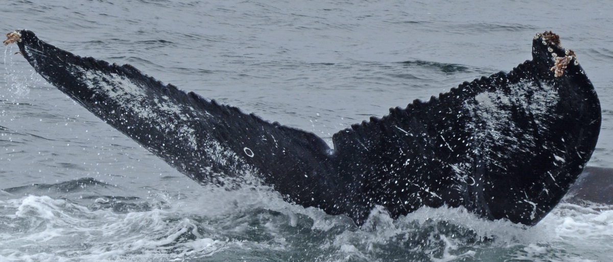 Fluke of Paniolo (FS)
