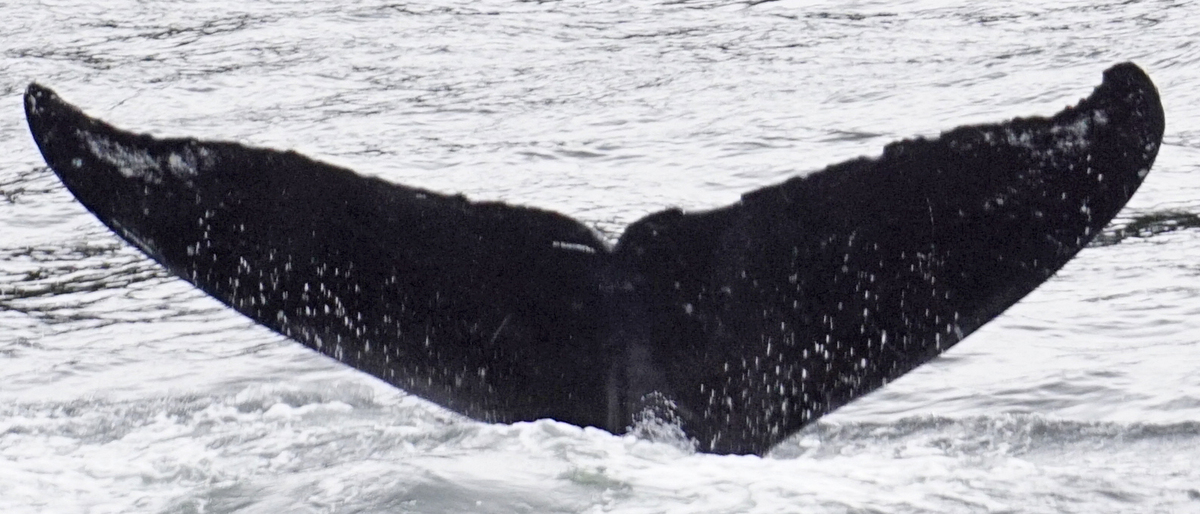 Fluke of Eufrazzsia (FS)