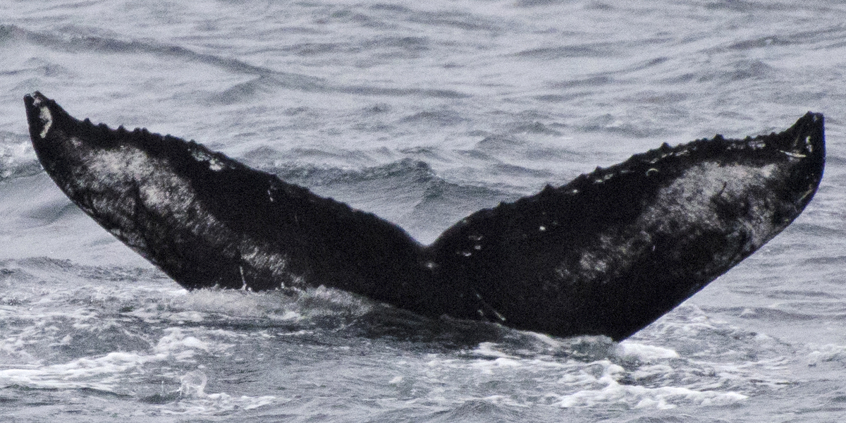 Fluke of HW-MN0400510