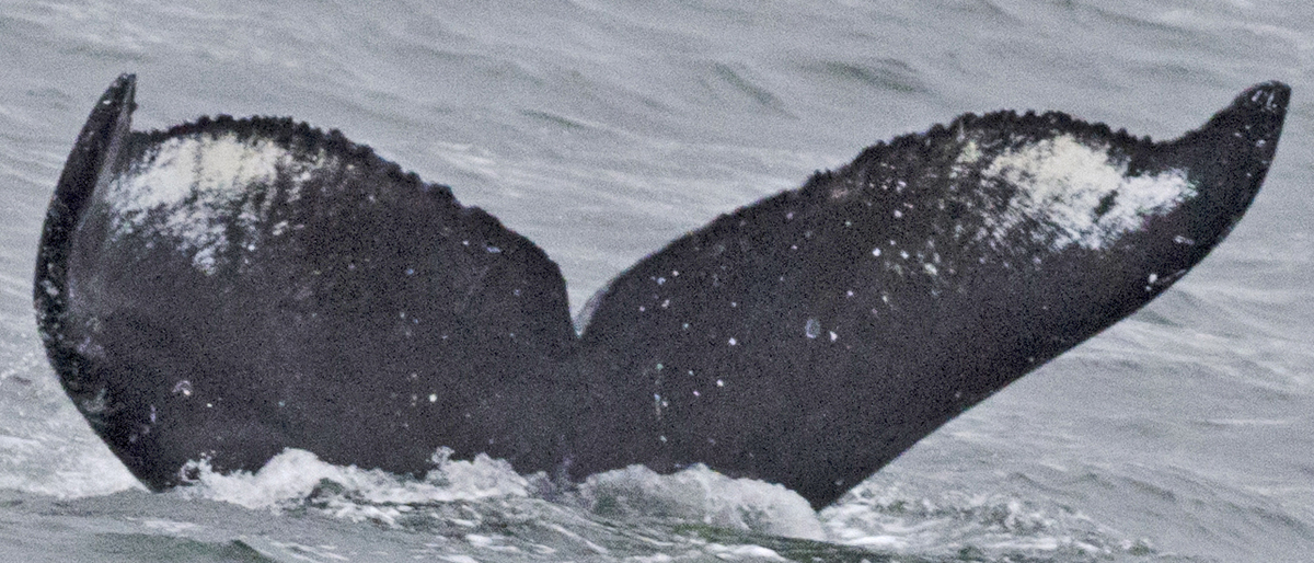 Fluke of SEAK-5599