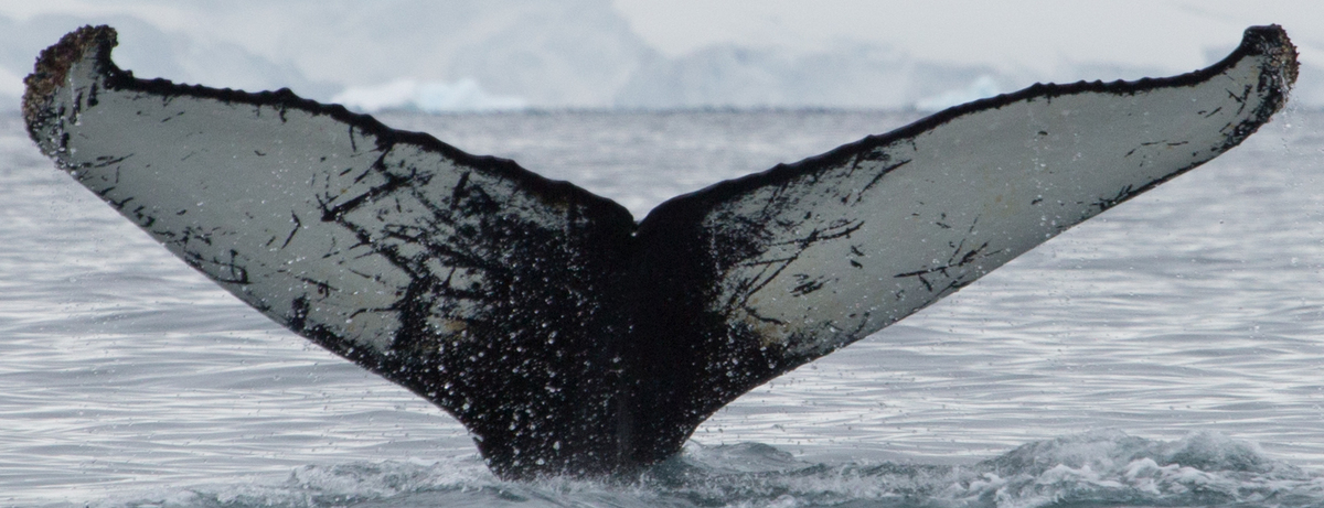Fluke of JM Savage (Antarctica)