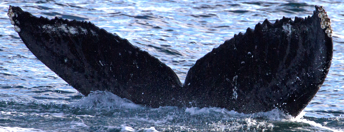 Fluke of Score (Salish Sea)