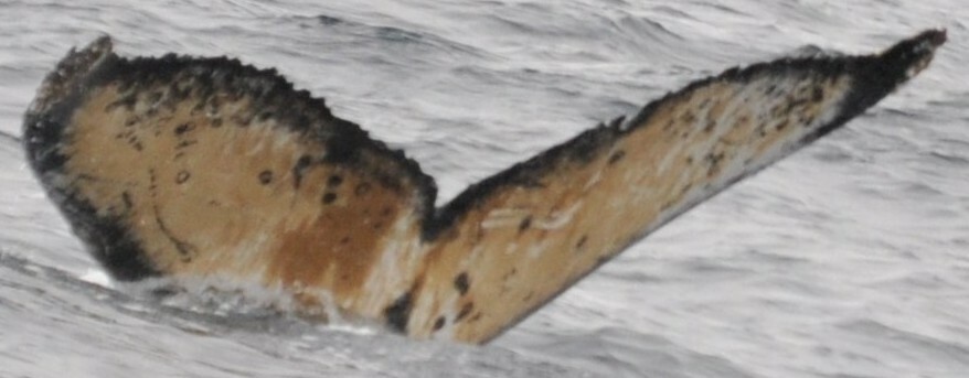 Fluke of HW-MN1301594