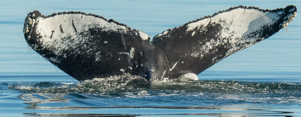 Fluke of Checkmate (Salish Sea)