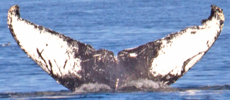 Fluke of Falcon (Salish Sea)