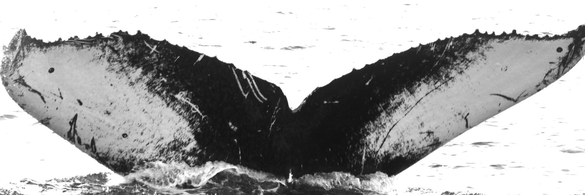 Fluke of CRC-13546