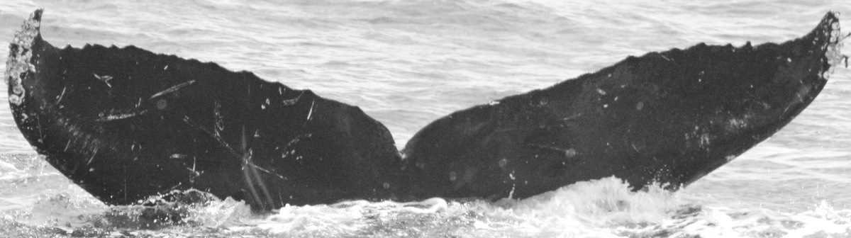 Fluke of CRC-15002