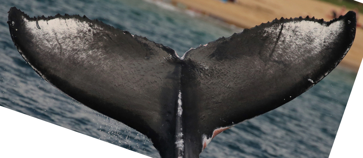 Fluke of HW-MN0441135