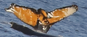 Fluke of HW-MN1301617