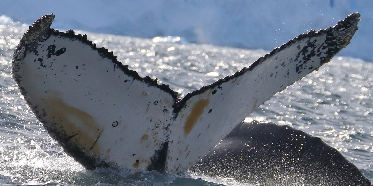 Fluke of HW-MN1301619