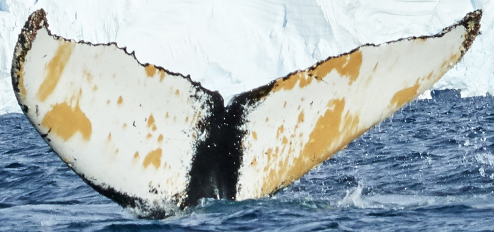 Fluke of Oscar (Antarctica)
