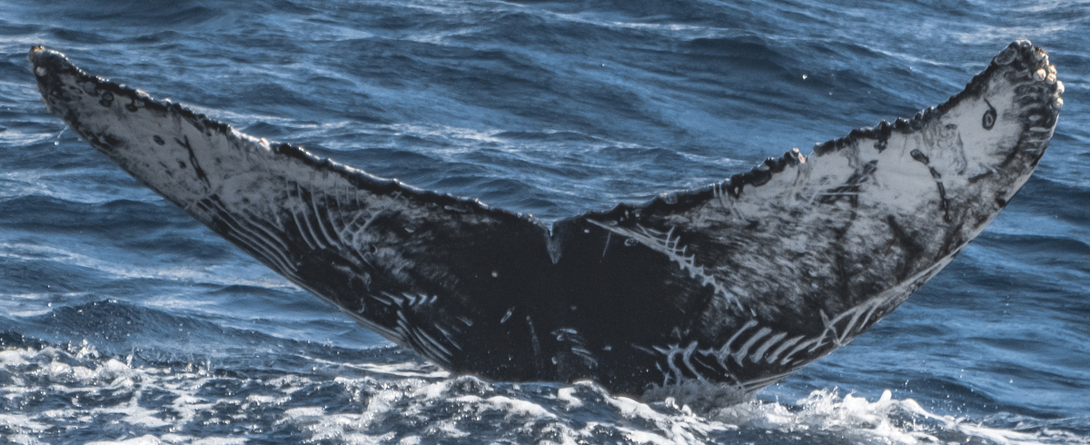 Fluke of Chalkboard (California)
