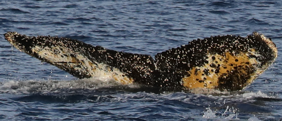 Fluke of HW-MN1301632