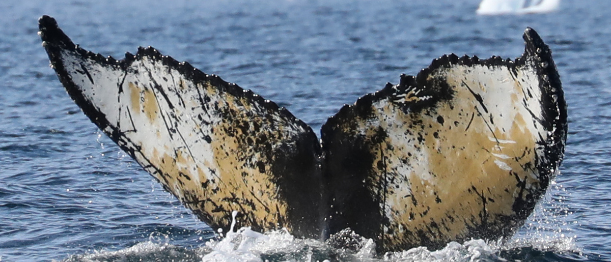 Fluke of Jeri (Antarctica)