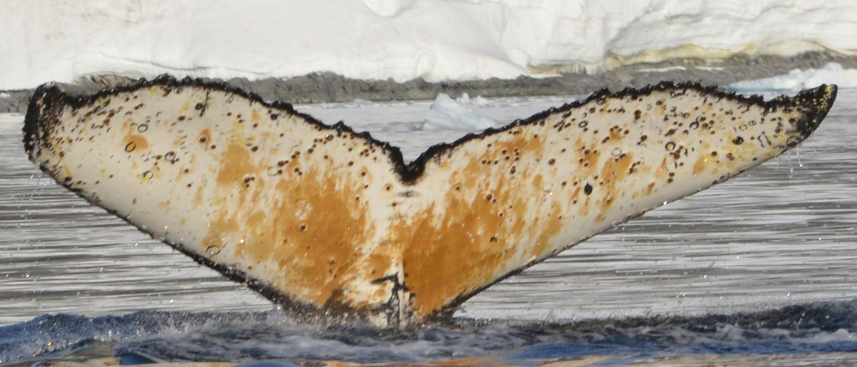 Fluke of HW-MN1301640