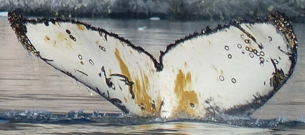 Fluke of HW-MN1301641