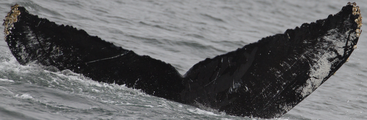 Fluke of CRC-11708
