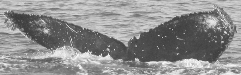 Fluke of CRC-15073