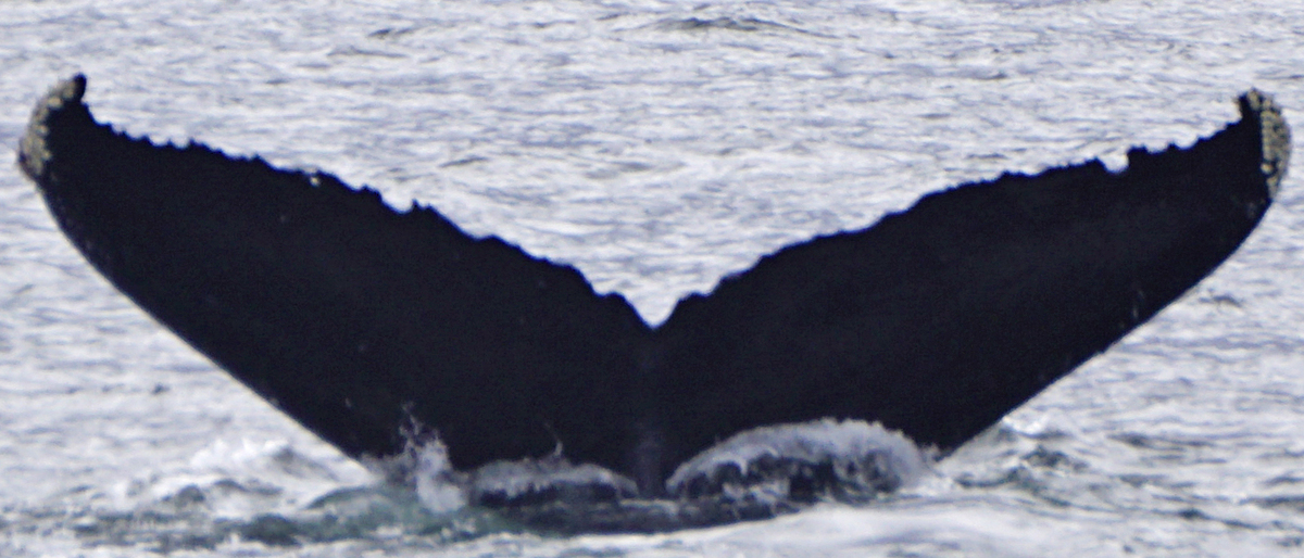Fluke of Philomath (FS)