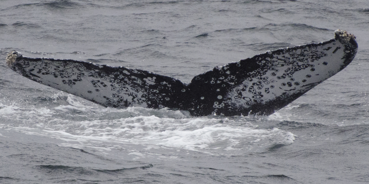 Fluke of Stella (Juneau)